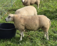 Dekseizoen goed verlopen, 7 rammen ingezet.