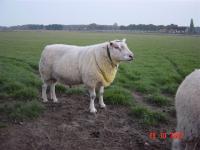 Ram Gert 8685-09806