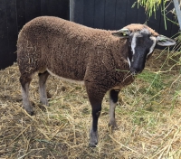 Swifter ramlam: Willem Out Essen
