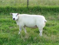 Stammoeder 0430-01763 ingehaald door dochter en kleindochters!