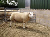 Fantastische indexen Paxhill Jim ( vbi 107/ 63 en Groei 129/ 97 )