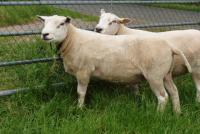 Nieuwe Swifter fokram Vos 8528-01430