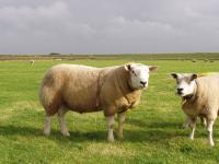 Engelse Texelaarram Paxhill Jim