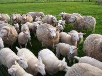 De lammeren lopen 2 weken in de weide