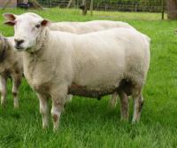 Ram Richard 8809-00128 op eigen kracht naar 152 vr.index