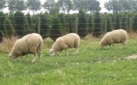 5 juli 24 Swifterrammen gekeurd en 26 juni alle Texelaars en Swifters gescand