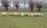 De ooien lopen in de winterweide en zijn allemaal gedekt