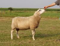 Moeder van Vlaming ram Aart A382-00068 in 5 worpen 22 lammeren
