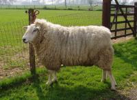Vlaming ram Aart A382-00068