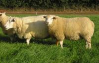 Alle schapen zijn gedekt, foto 8809-00268 en Leo A484-00223