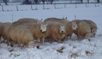 Hoogdragende texelaars in de sneeuw 8 februari