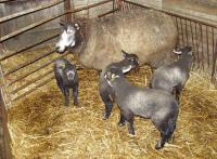 Prachtige Blauwe Swifter 4-ling 8809-0401 van Charles 8809-0800