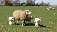 Lammeren naar buiten in de voorjaarszon!