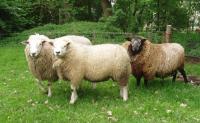 de drie een-jarige rammen in hun zomerverblijf geindexeerd