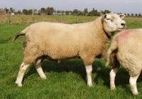 Lammeren en ooien gewogen 19 mei voor bepaling melkgift (foto Vos)
