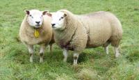 Ram Willem 3892-07345 en ooi 6390-00611