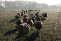 Fijne Feestdagen en een gelukkig Nieuwjaar -Swifters in de winterweide