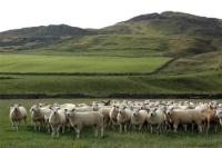 Topgenetica Lumbylaw Texel-flock nu in Nederland
